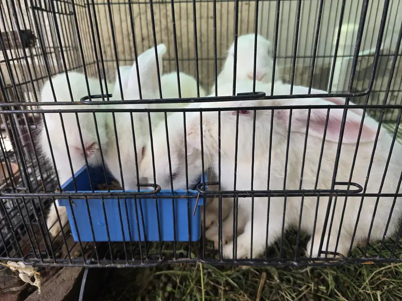 new Zealand rabbits only male ha or breader nhi ha — photo 3