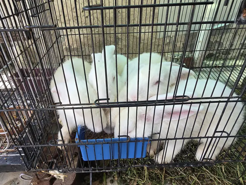 new Zealand rabbits only male ha or breader nhi ha — photo 4