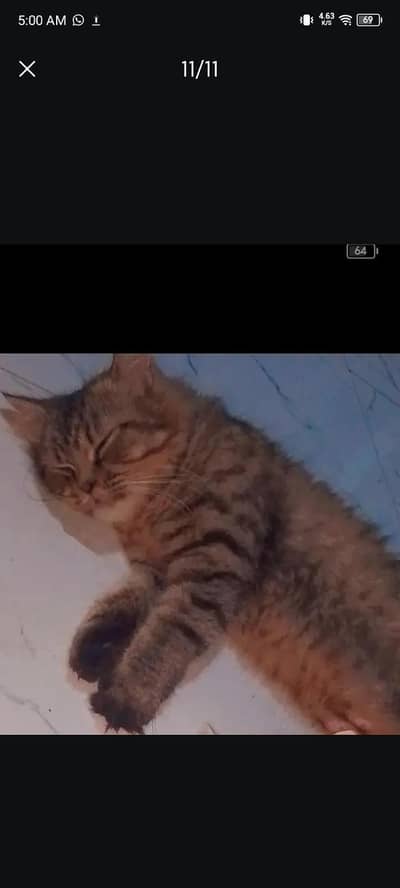 female cat