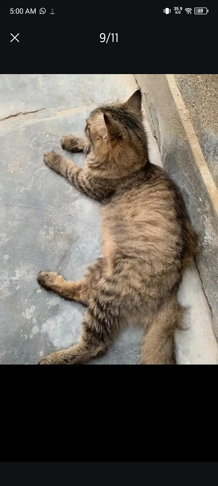 female cat — photo 2