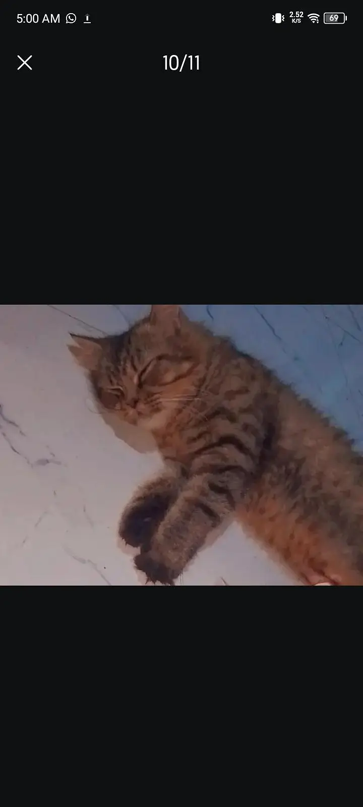 female cat — photo 3