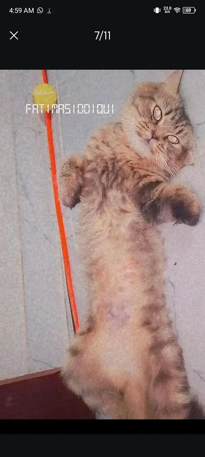 female cat — photo 4