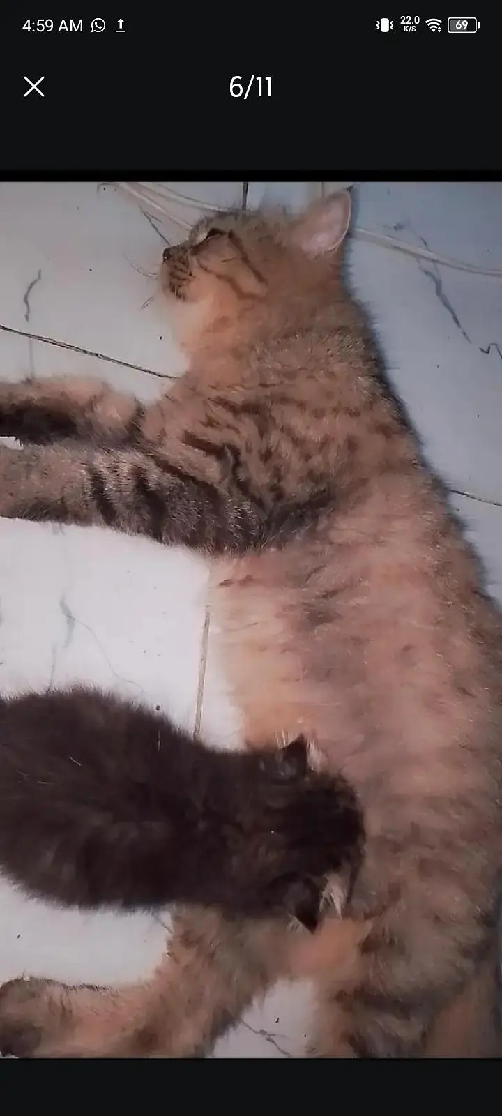 female cat — photo 5