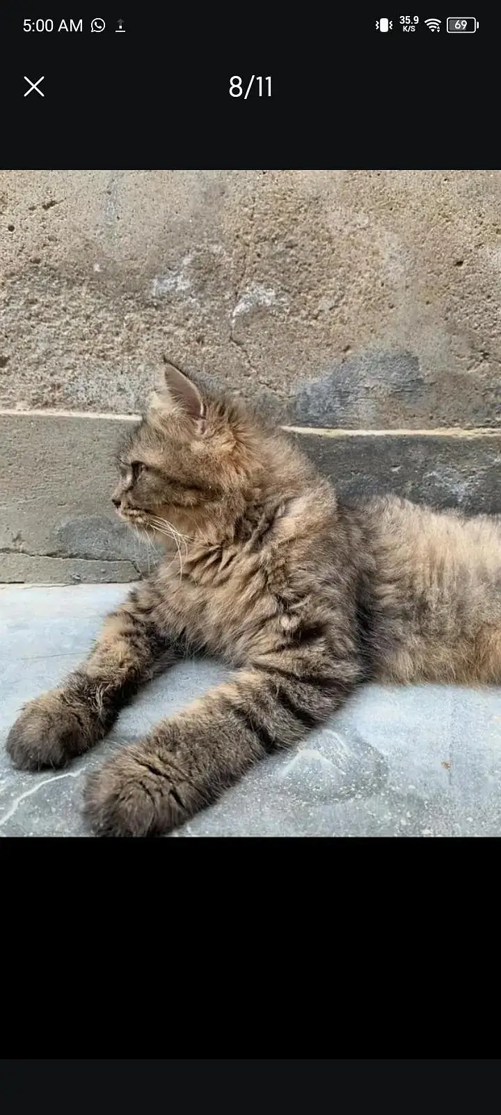 female cat — photo 6