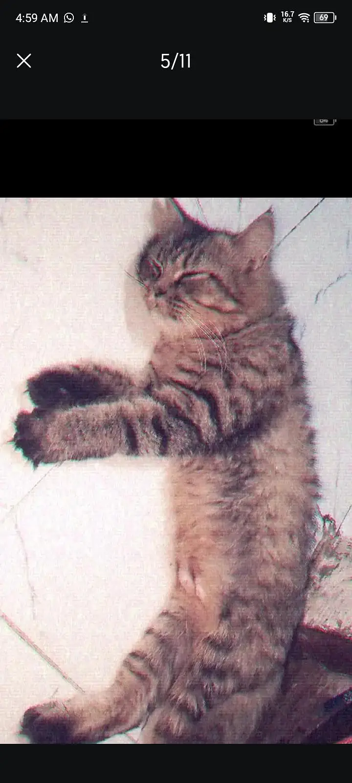 female cat — photo 8