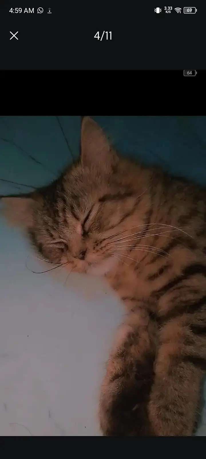 female cat — photo 9