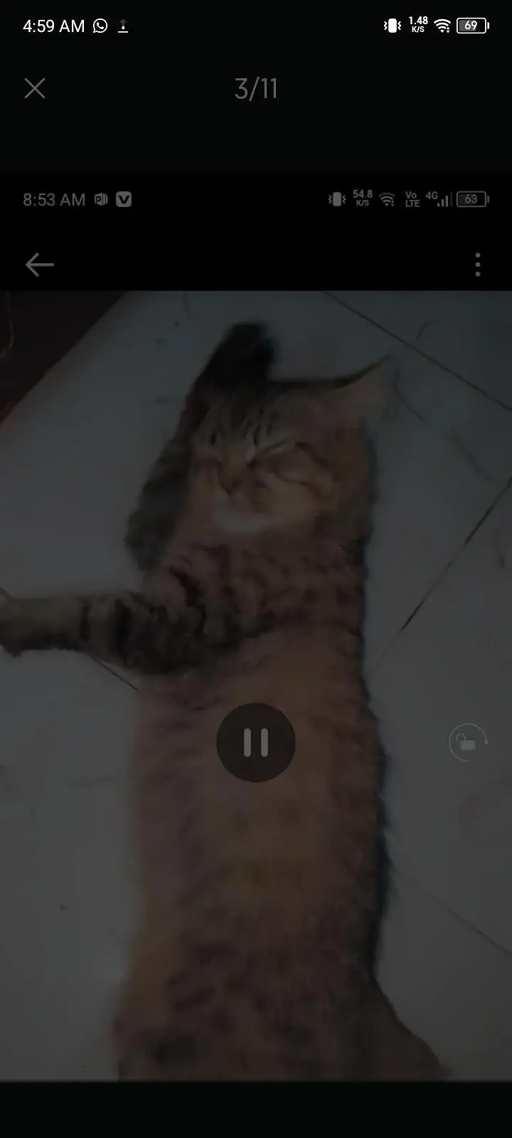 female cat — photo 10