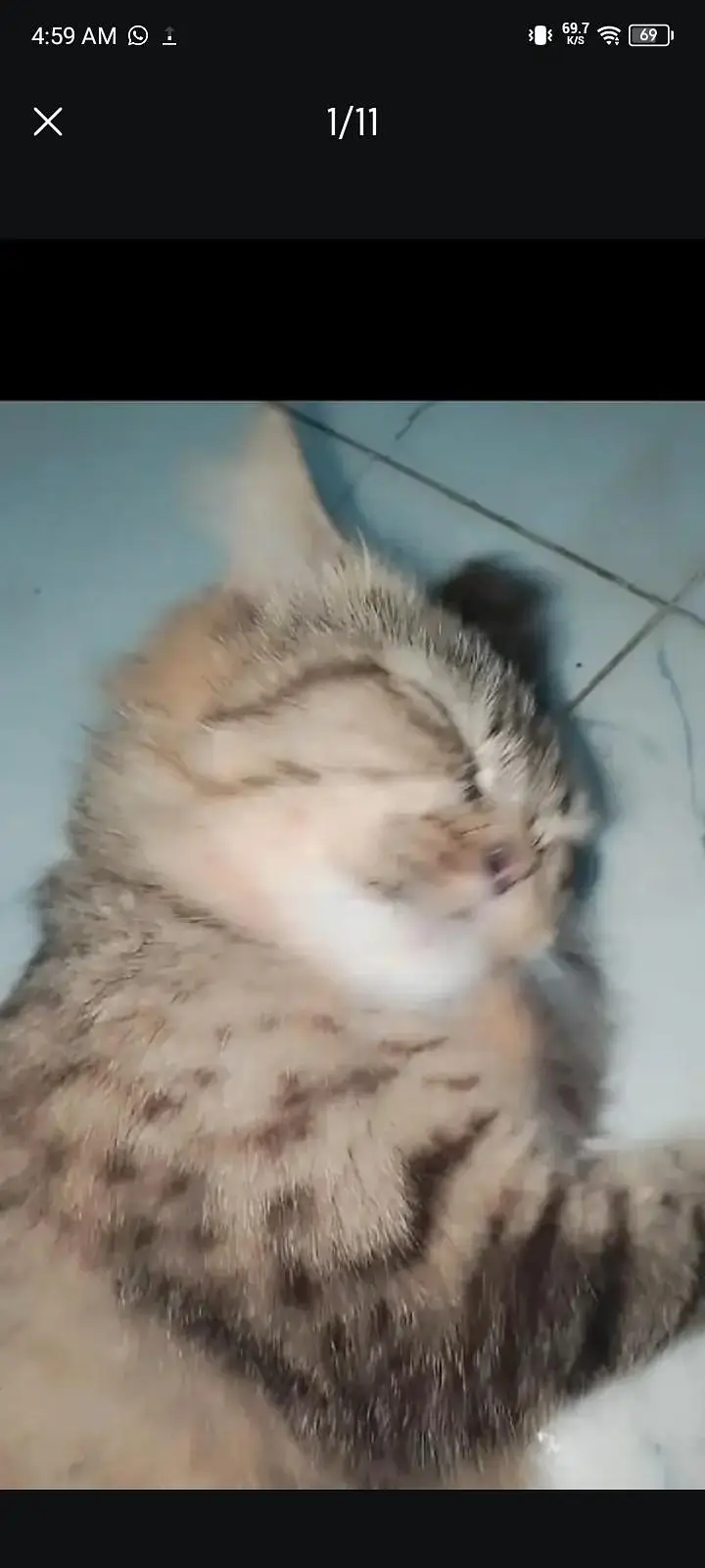 female cat — photo 11