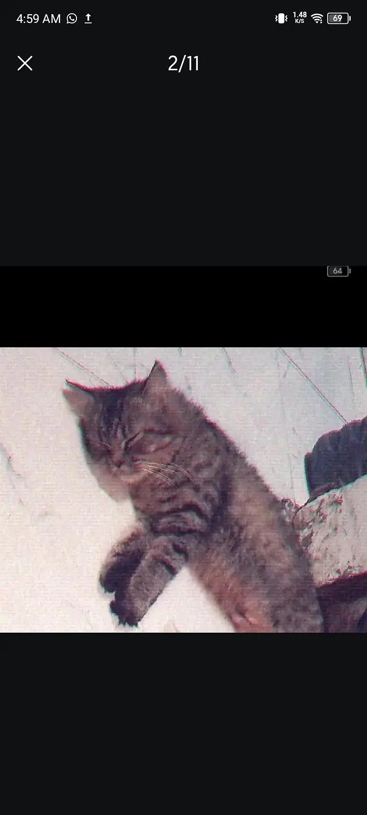 female cat — photo 12