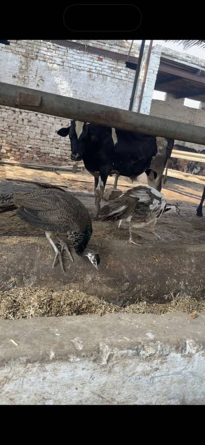 Pair price final h blue sholder male and blue pied female king size m