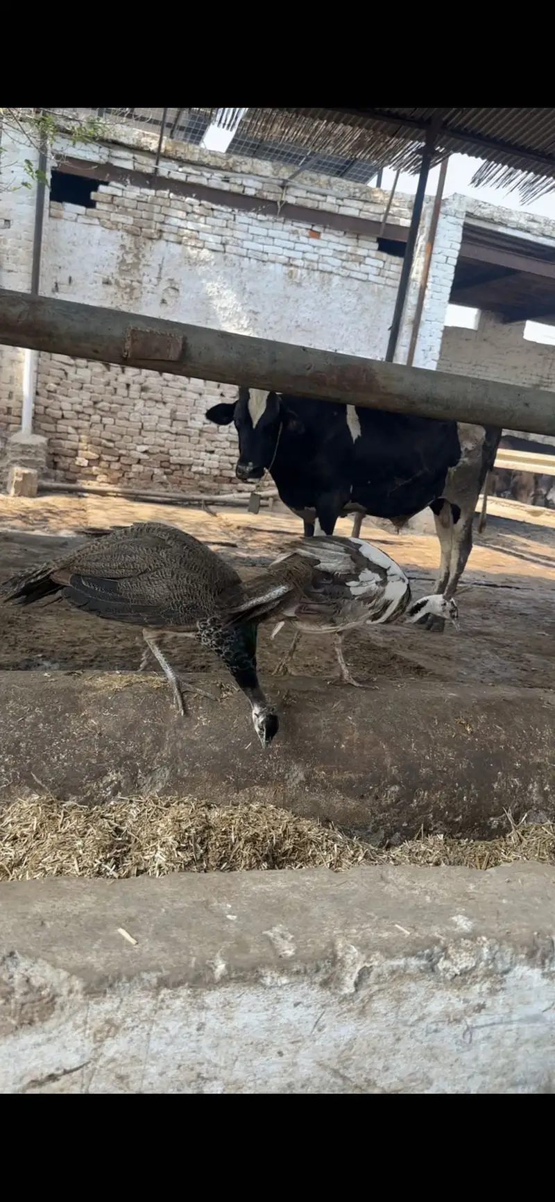 Pair price final h blue sholder male and blue pied female king size m — photo 3