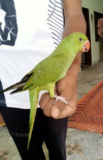 Kashmiri parrot patha for sale