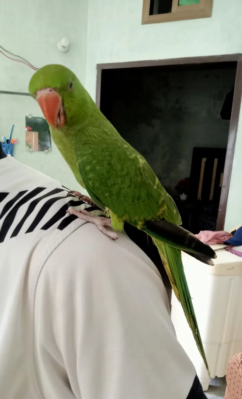 Kashmiri parrot patha for sale — photo 2