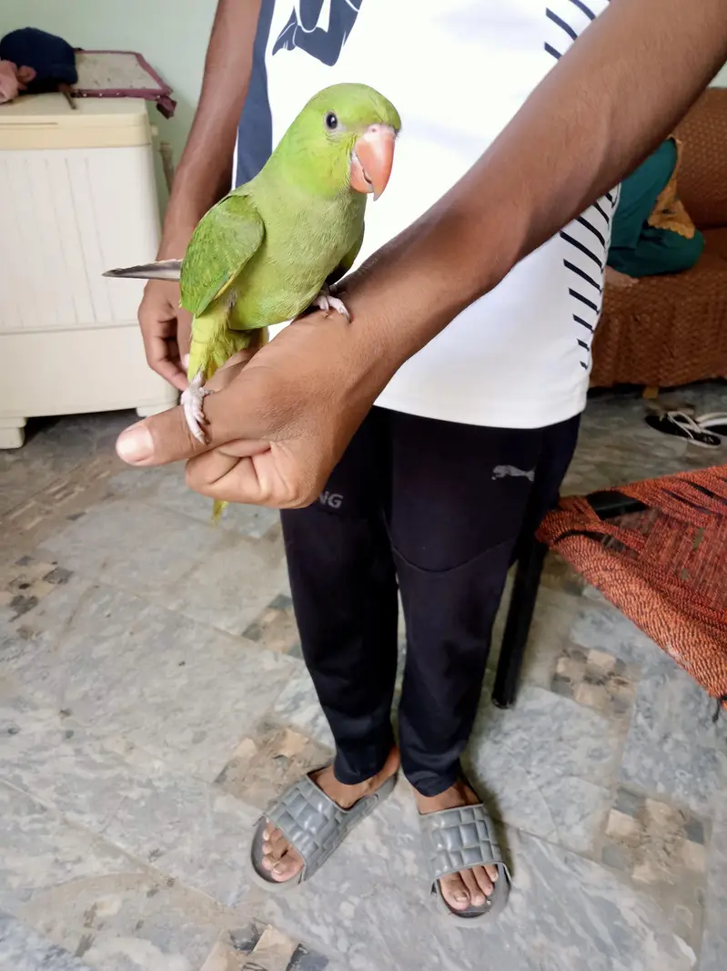 Kashmiri parrot patha for sale — photo 3