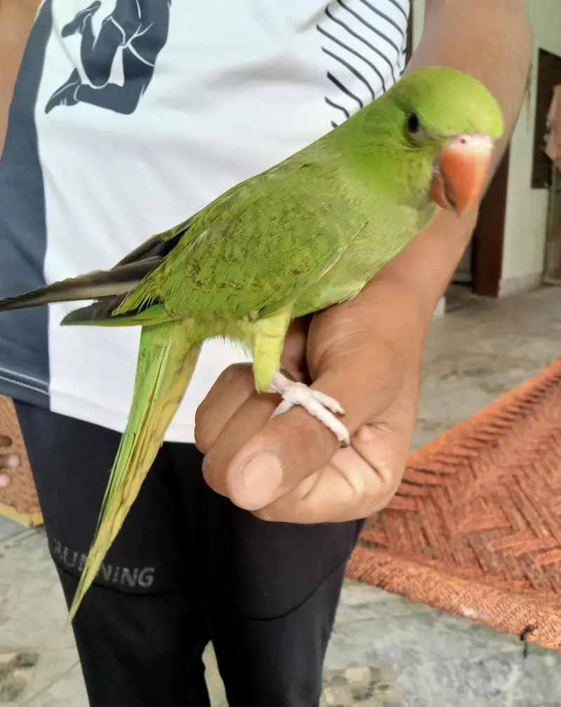 Kashmiri parrot patha for sale — photo 4