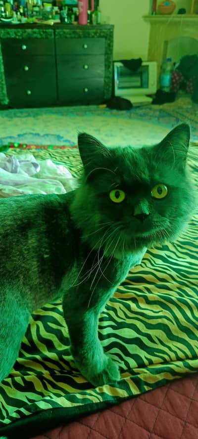 persian cat for sale