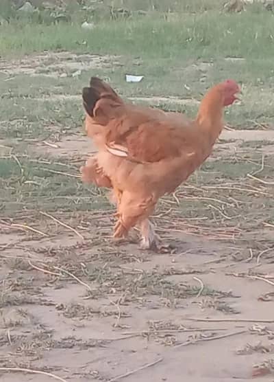 Golden Buff  male