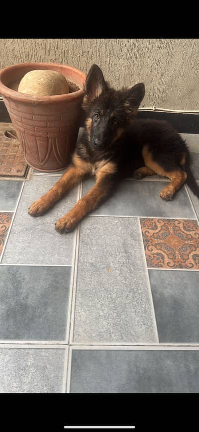 German shepherd long coat