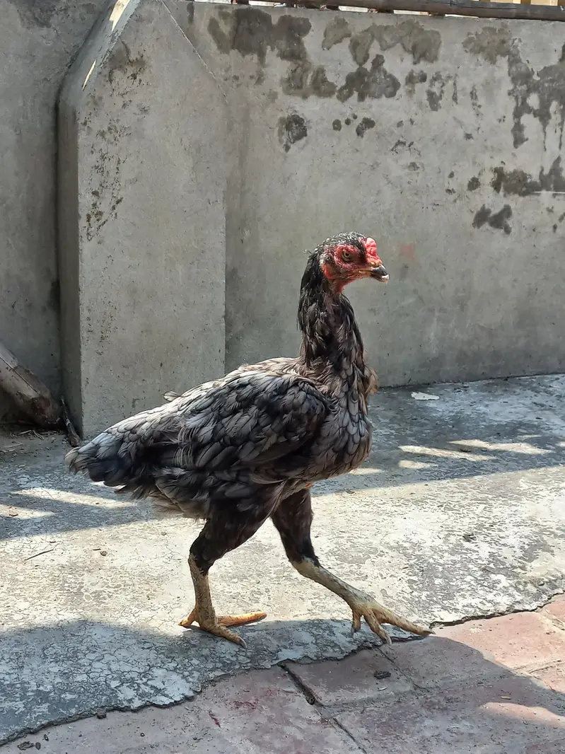 old blood line aseel murghi for sale — photo 2