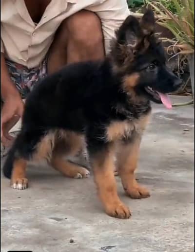 German Shepherd long coat puppies for sale my WhatsApp