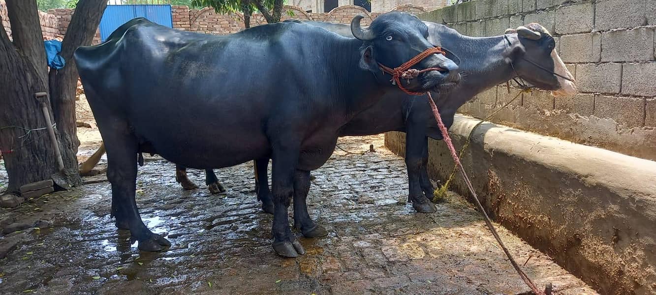 good buffalo 1