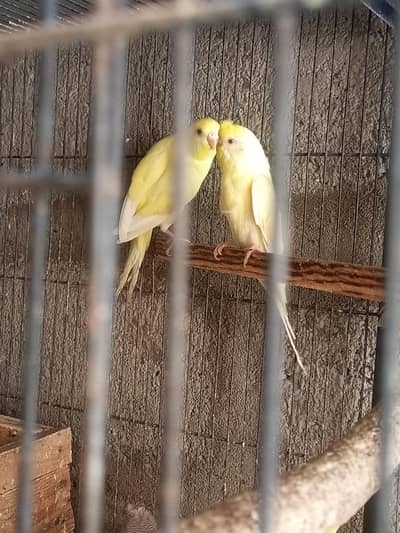 Red eyes Cruested bajri fakhta  love birds  spang &rainbowal male