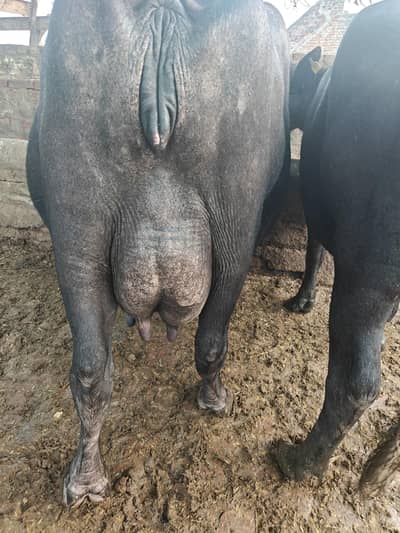 Buffalo
