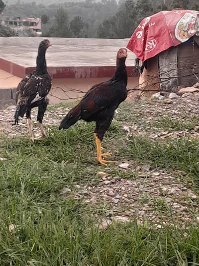 2 Aseel murga for sale