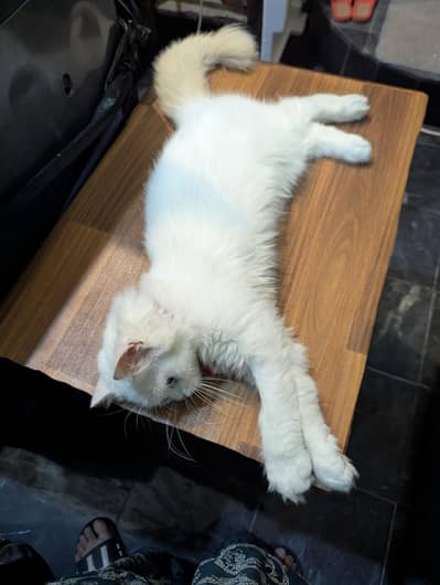 White Persian Male Cat | Blue Eyes | Neutered & Vaccinated | 7  Months