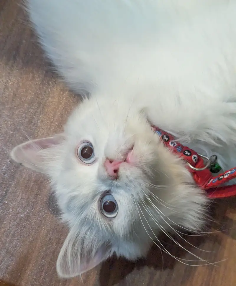 White Persian Male Cat | Blue Eyes | Neutered & Vaccinated | 7  Months — photo 2