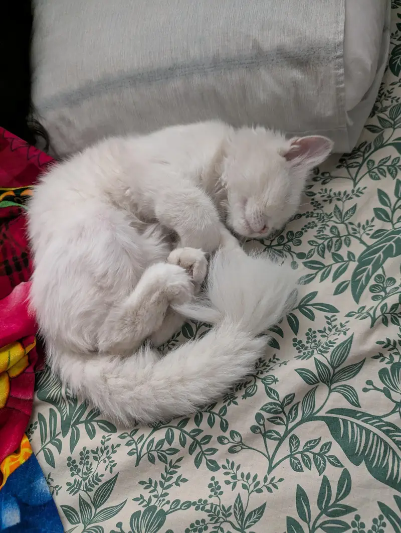 White Persian Male Cat | Blue Eyes | Neutered & Vaccinated | 7  Months — photo 3