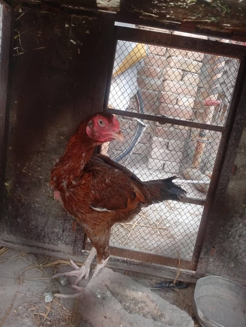 اصیل مرغی برائے فروخت پیسوں کی ضرورت ہے مہربانی فرما کر جس نے لینی ہو 0