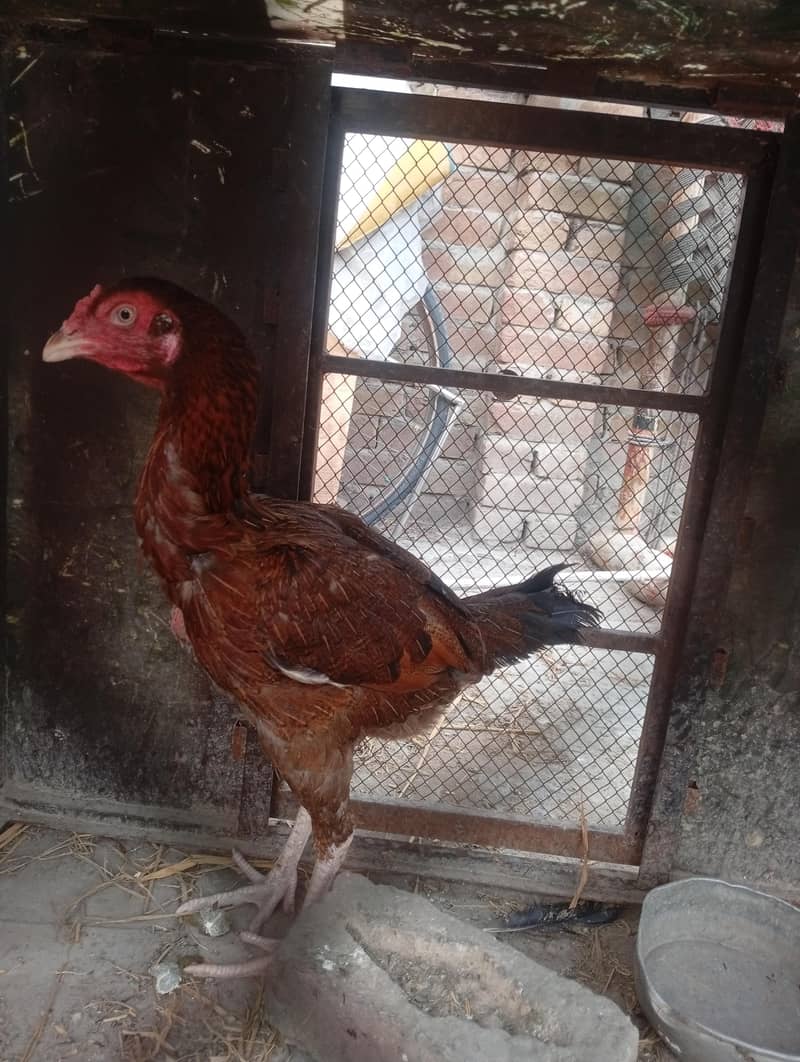 اصیل مرغی برائے فروخت پیسوں کی ضرورت ہے مہربانی فرما کر جس نے لینی ہو 3