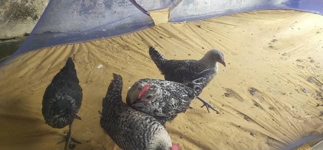 2+2گولڈن مصری فور سے
