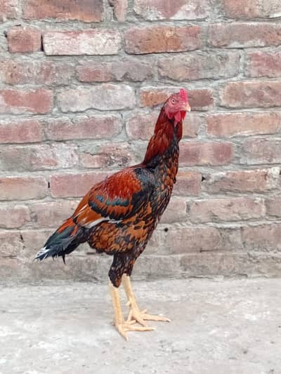 Aseel Murga for Sale