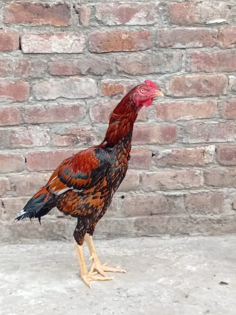 Aseel Murga for Sale — photo 2