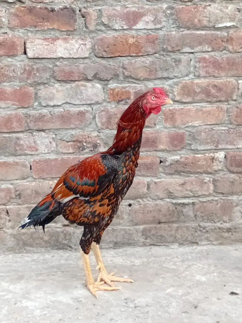Aseel Murga for Sale — photo 3