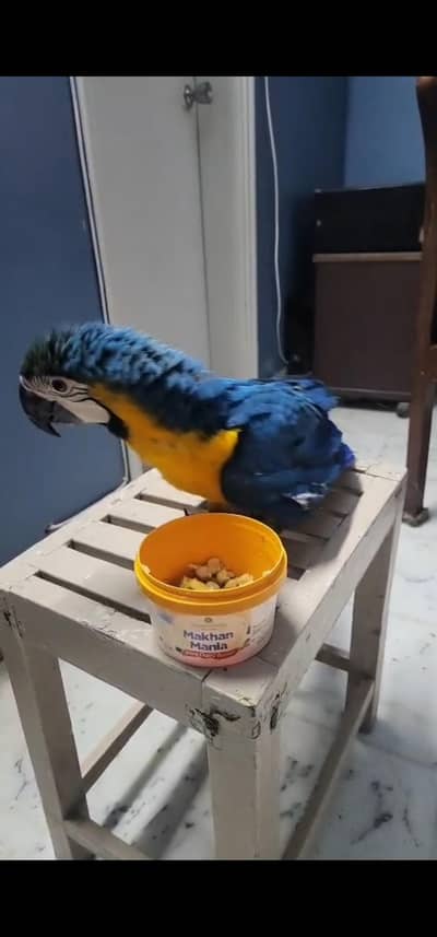 Macaw