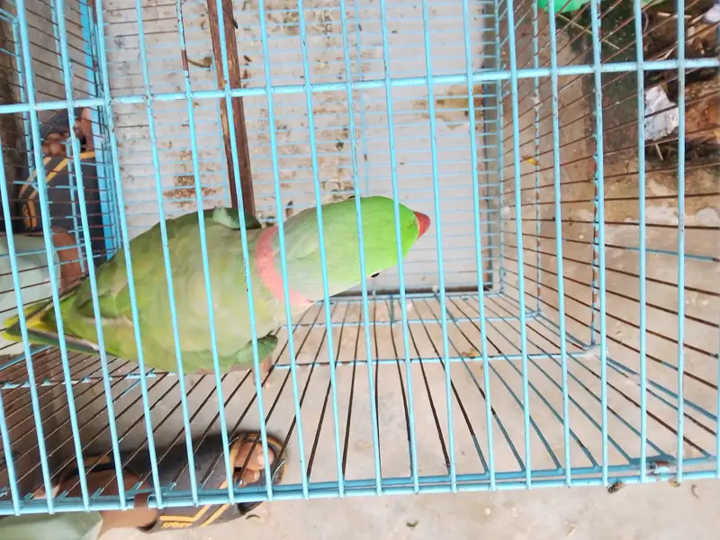 sahi bolata hai bolane wala Mel hai WhatsApp number 03264800598 — photo 2