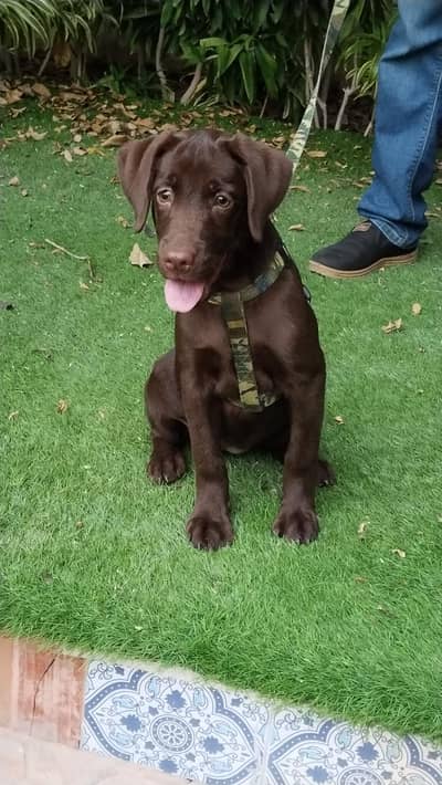 Labrador Chocolate Color