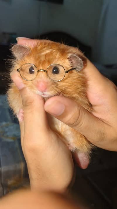  Male Hamster for Sale with Complete Box Setup