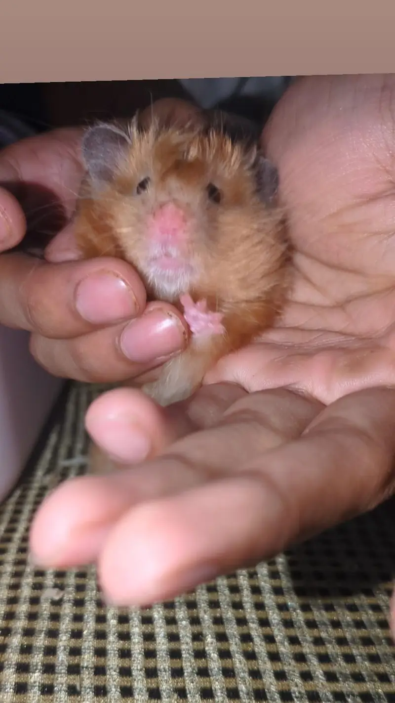  Male Hamster for Sale with Complete Box Setup — photo 2
