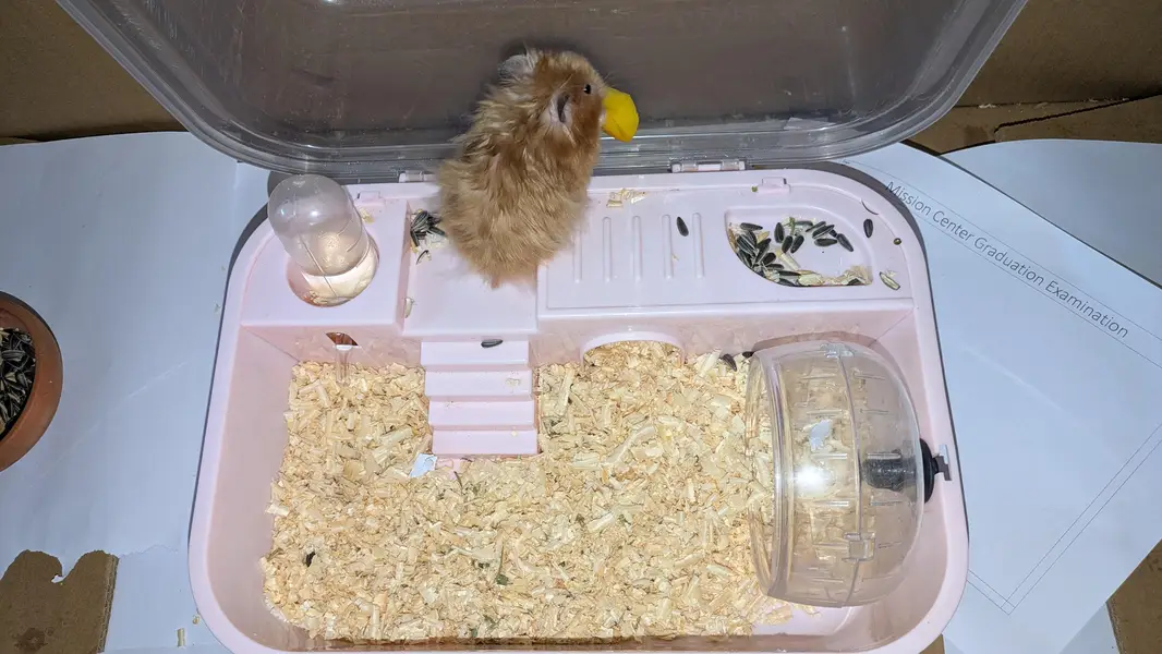  Male Hamster for Sale with Complete Box Setup — photo 3