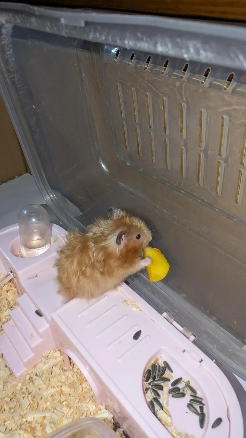  Male Hamster for Sale with Complete Box Setup — photo 4