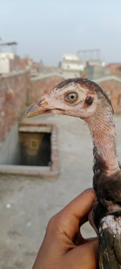 aseel walaity and pakistani cross chicks hybrid aseel for sale