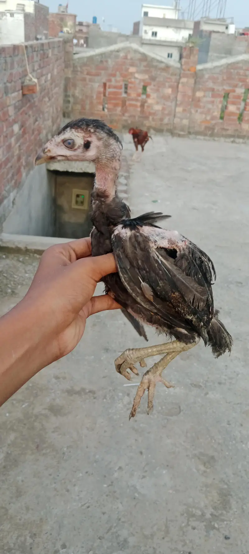 aseel walaity and pakistani cross chicks hybrid aseel for sale — photo 2