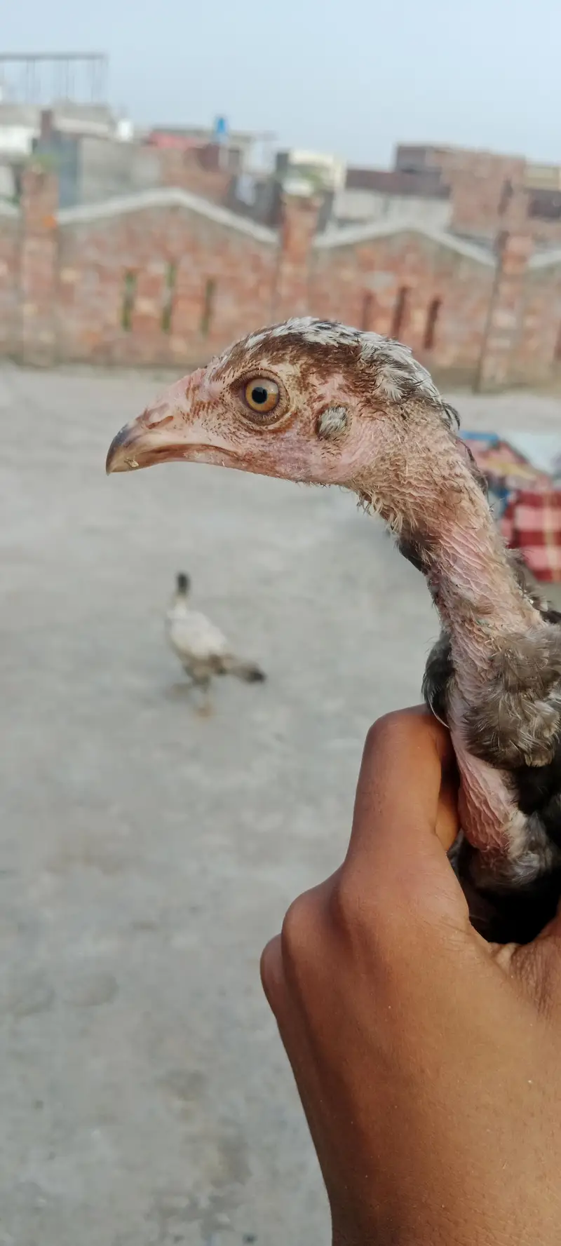 aseel walaity and pakistani cross chicks hybrid aseel for sale — photo 4