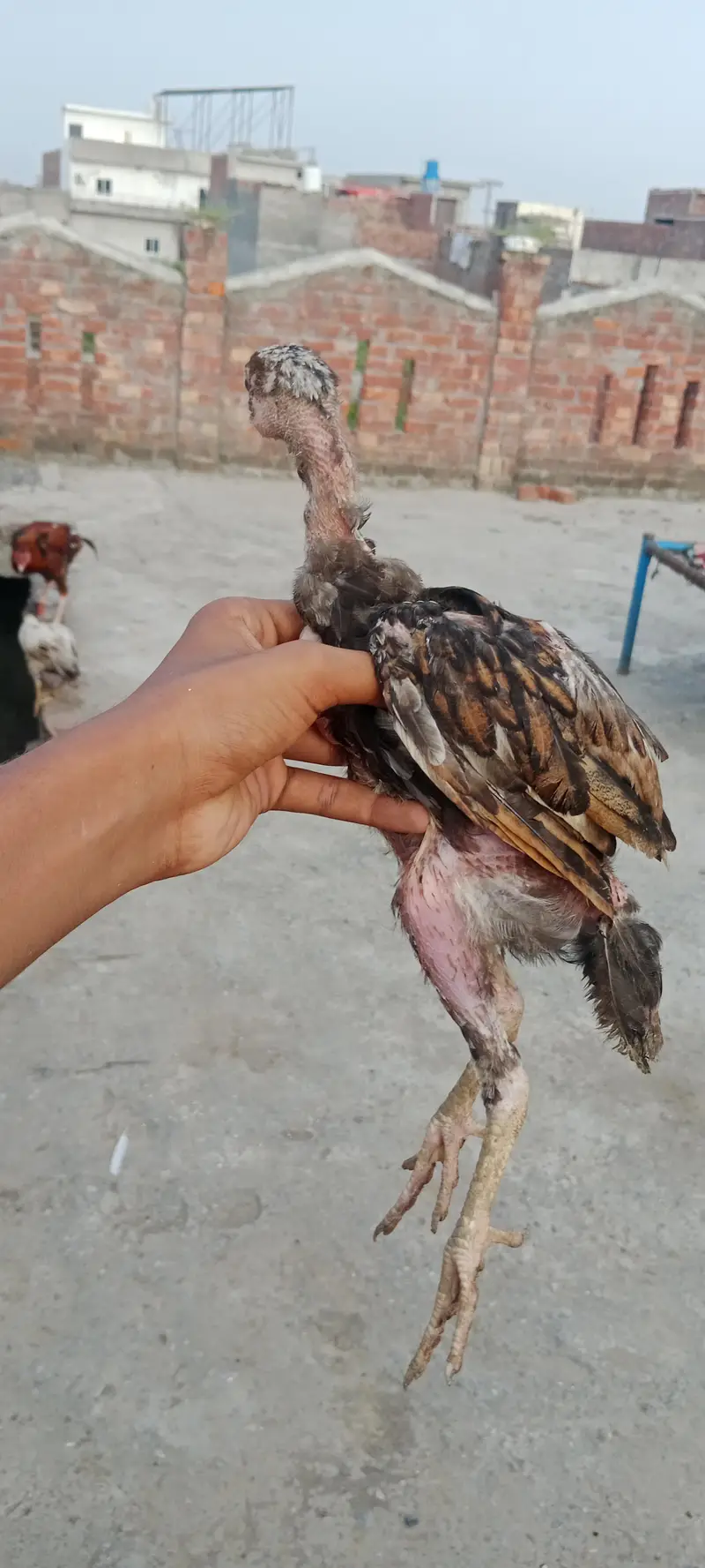 aseel walaity and pakistani cross chicks hybrid aseel for sale — photo 5