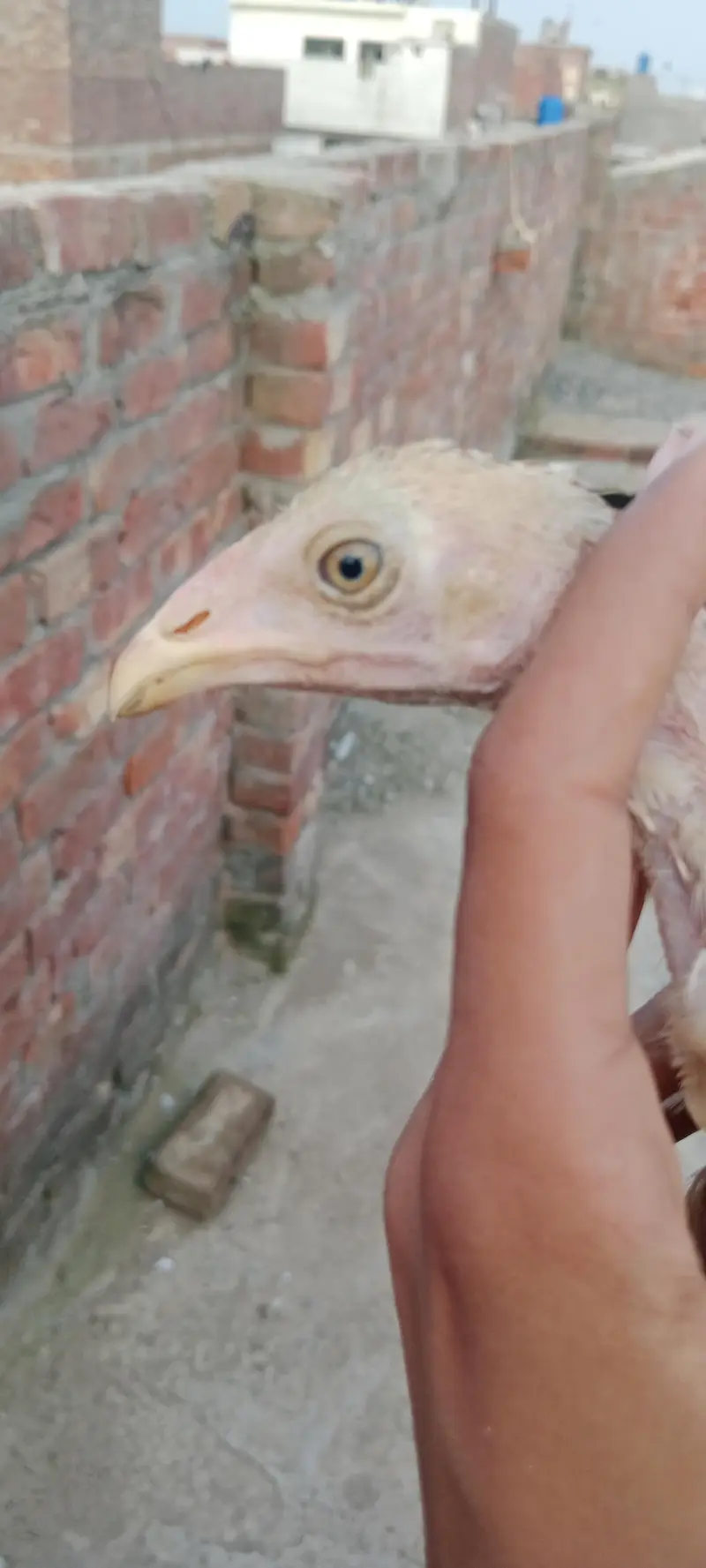 aseel walaity and pakistani cross chicks hybrid aseel for sale — photo 7