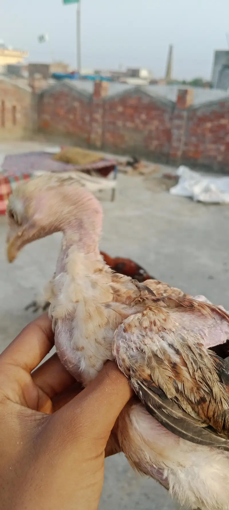 aseel walaity and pakistani cross chicks hybrid aseel for sale — photo 8